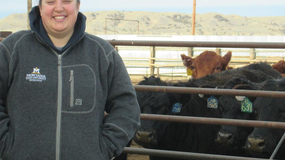 Study reveals no impacts to alfalfa production after winter grazing